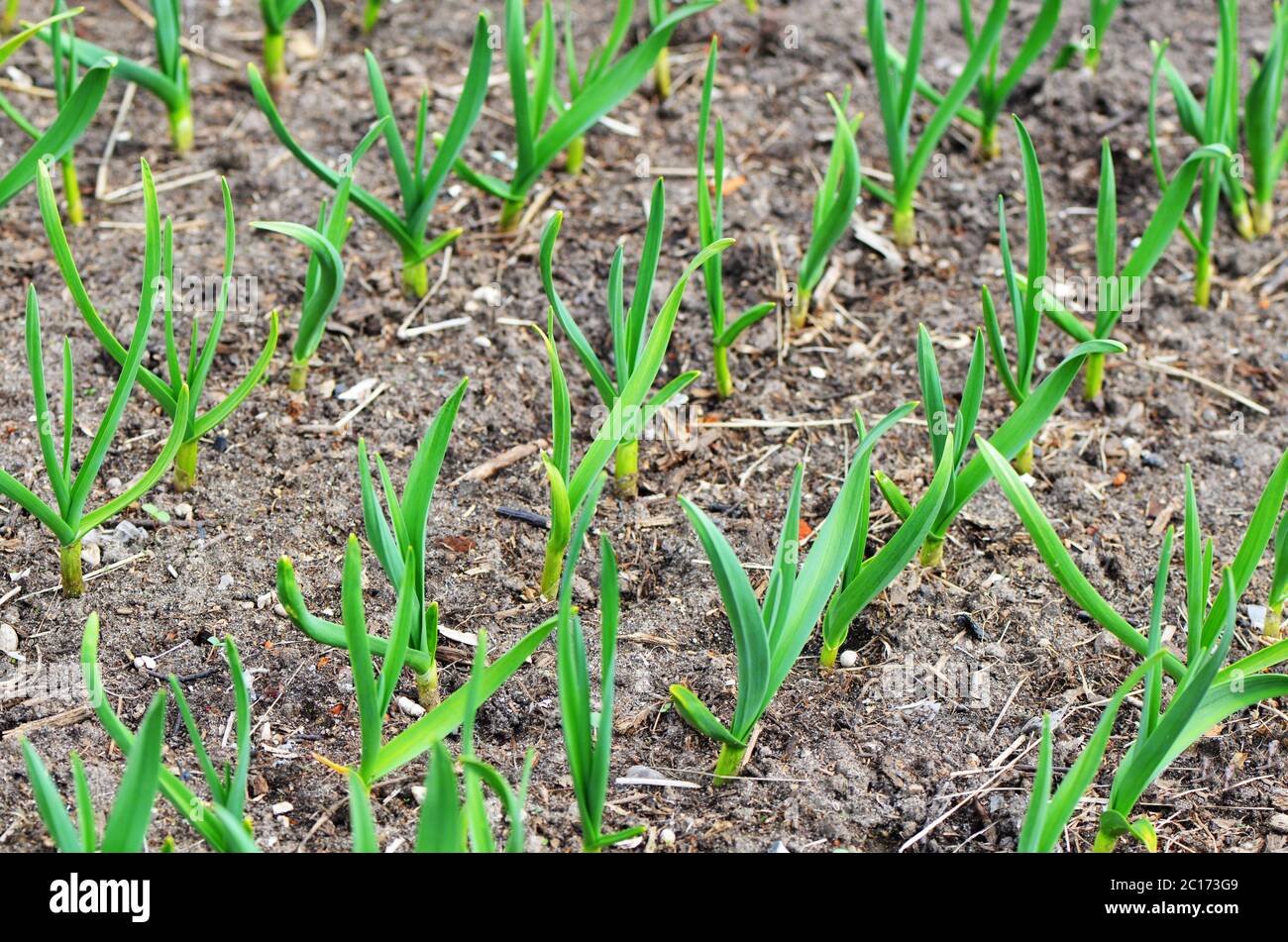 Garlic growing in the garden closeup Stock Photo Alamy