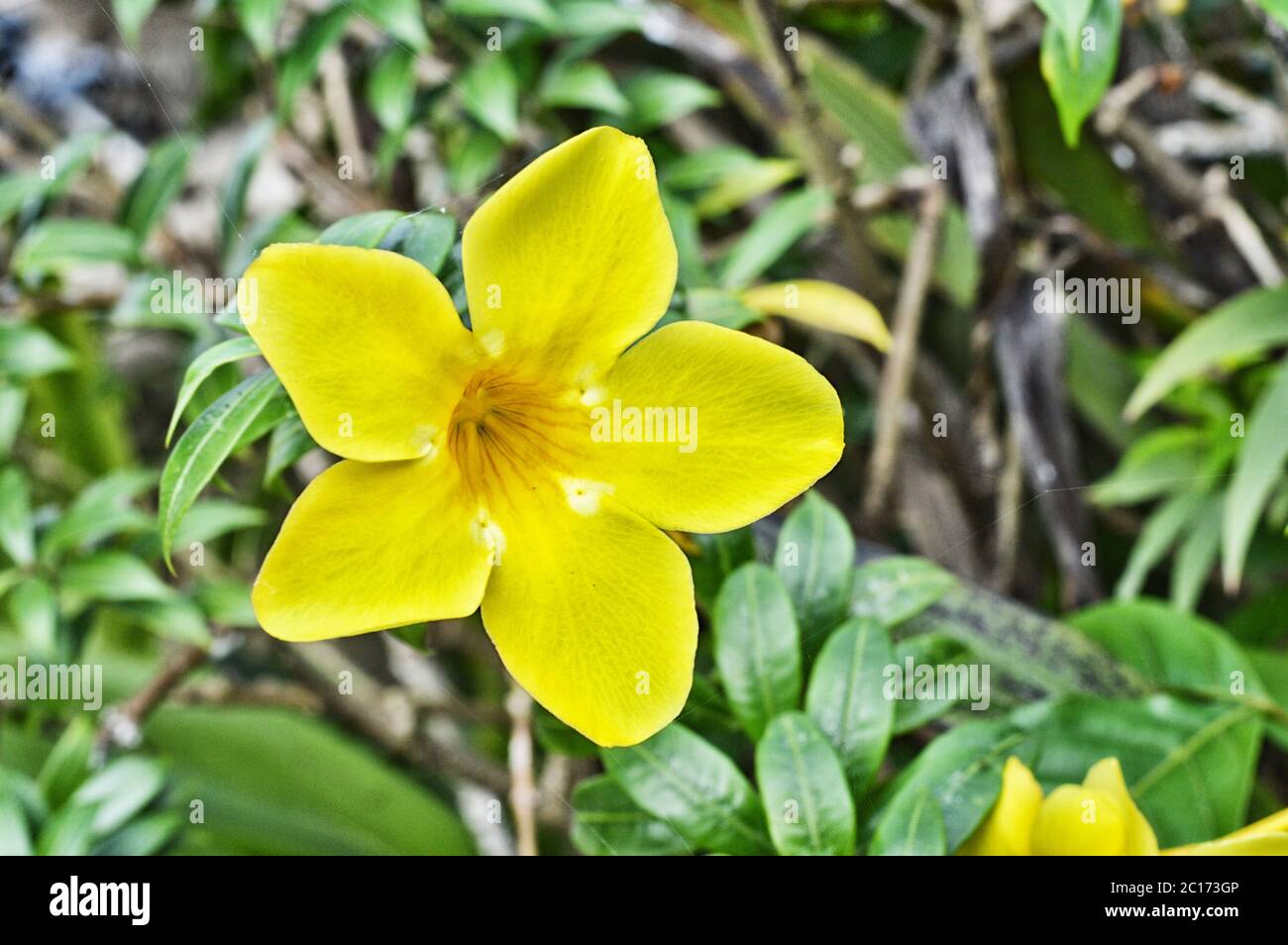 yellow trumpet flower Stock Photo