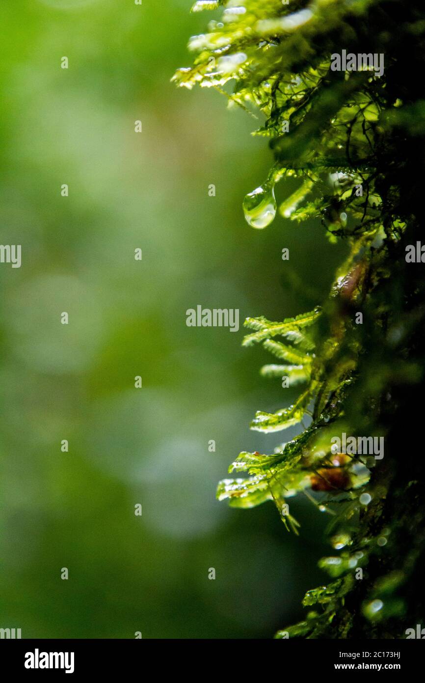 It is constantly humid in the rainforest near Monteverde, Costa Rica. - Stock Image