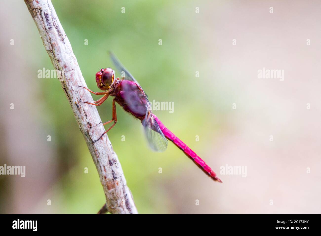 Beautiful dragonfly on a small tree branch near Lago Arenal, Costa Rica. - Stock Image