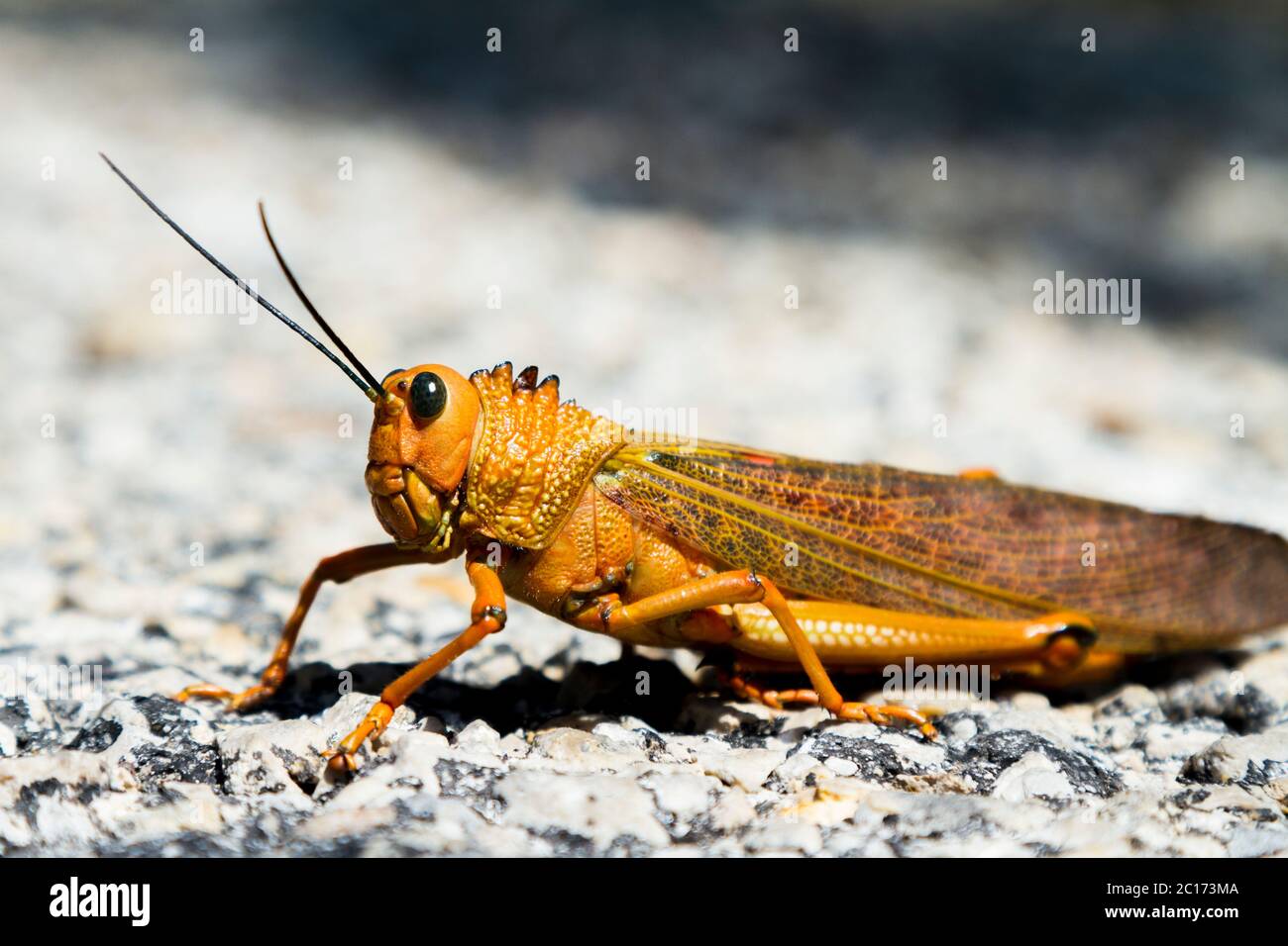 A large orange grasshopper poses for the camera - Stock Image