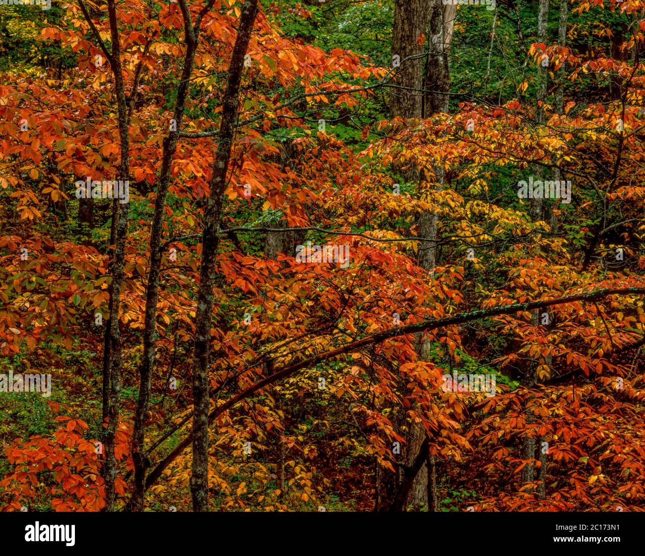 Autumn Color, Great Smoky Mountains National Park, North Carolina Stock Photo