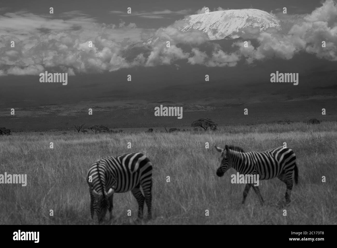Plains zebra Equus quagga- Big Five Safari Black and white Stripped Kilimanjaro Stock Photo