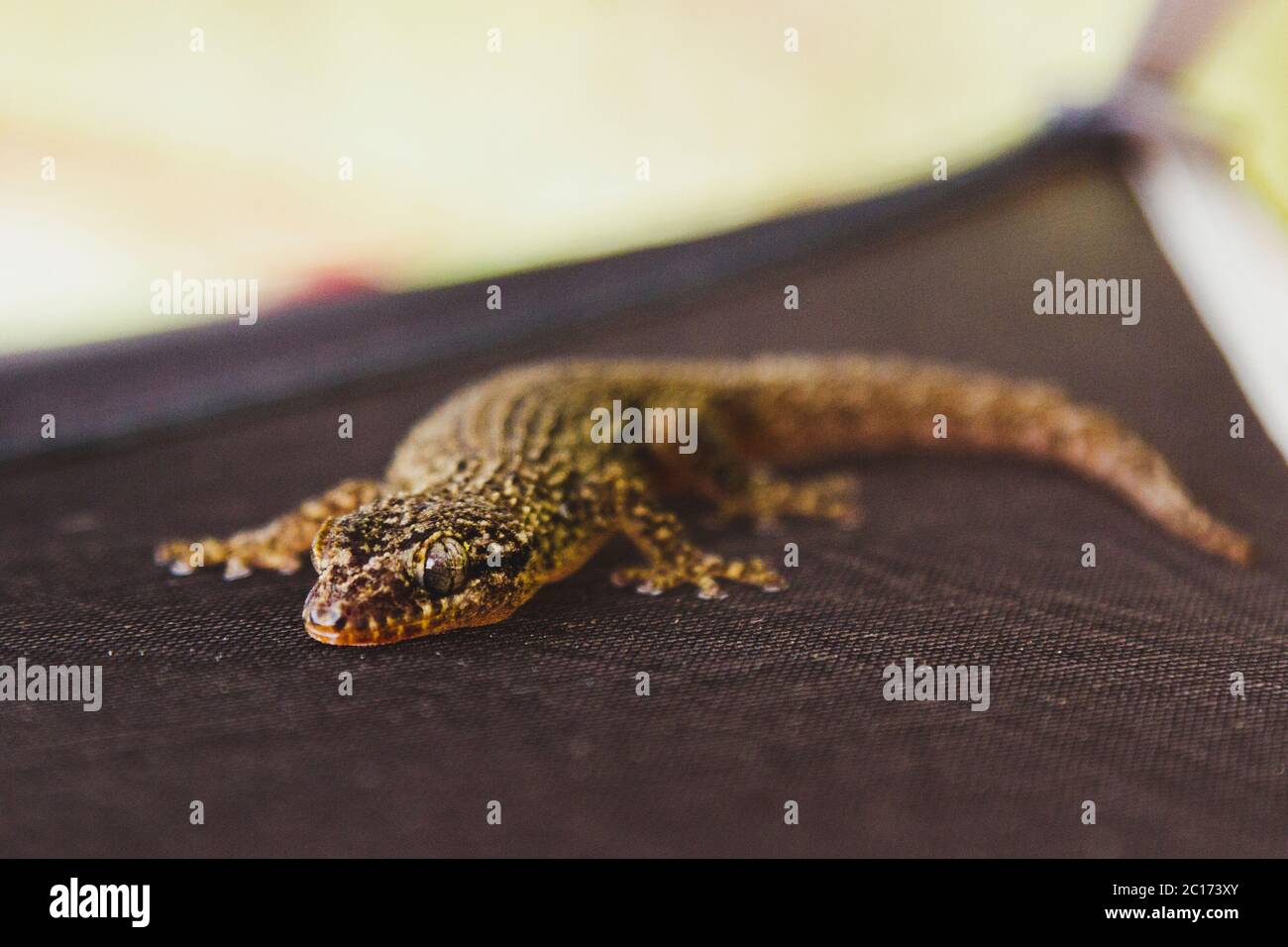 A small gecko lay on our tent on a beach in Mexico - Stock Image