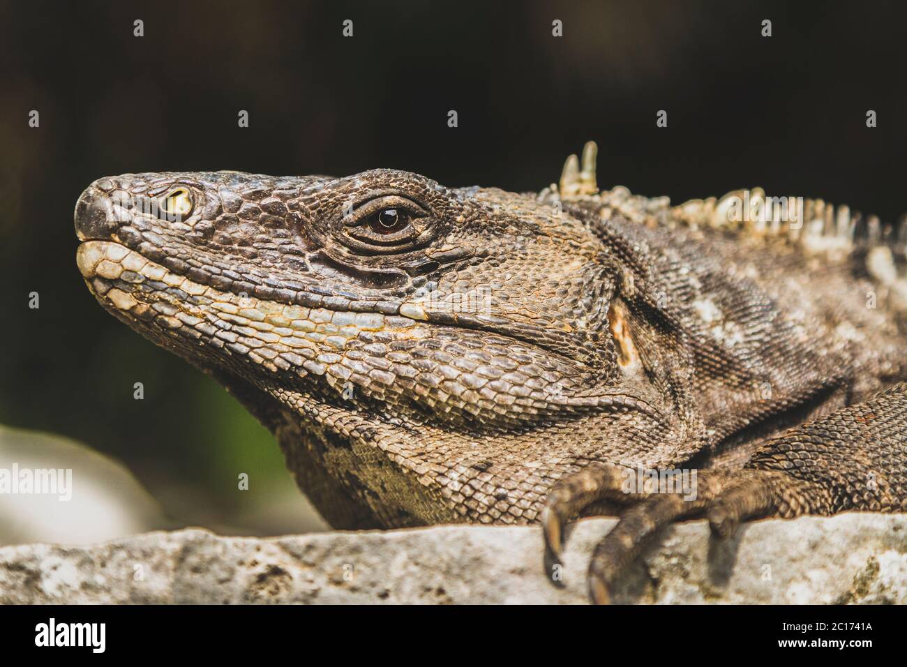 A Mexican spiny-tailed iguana poses for the camera in Mexico - Stock Image