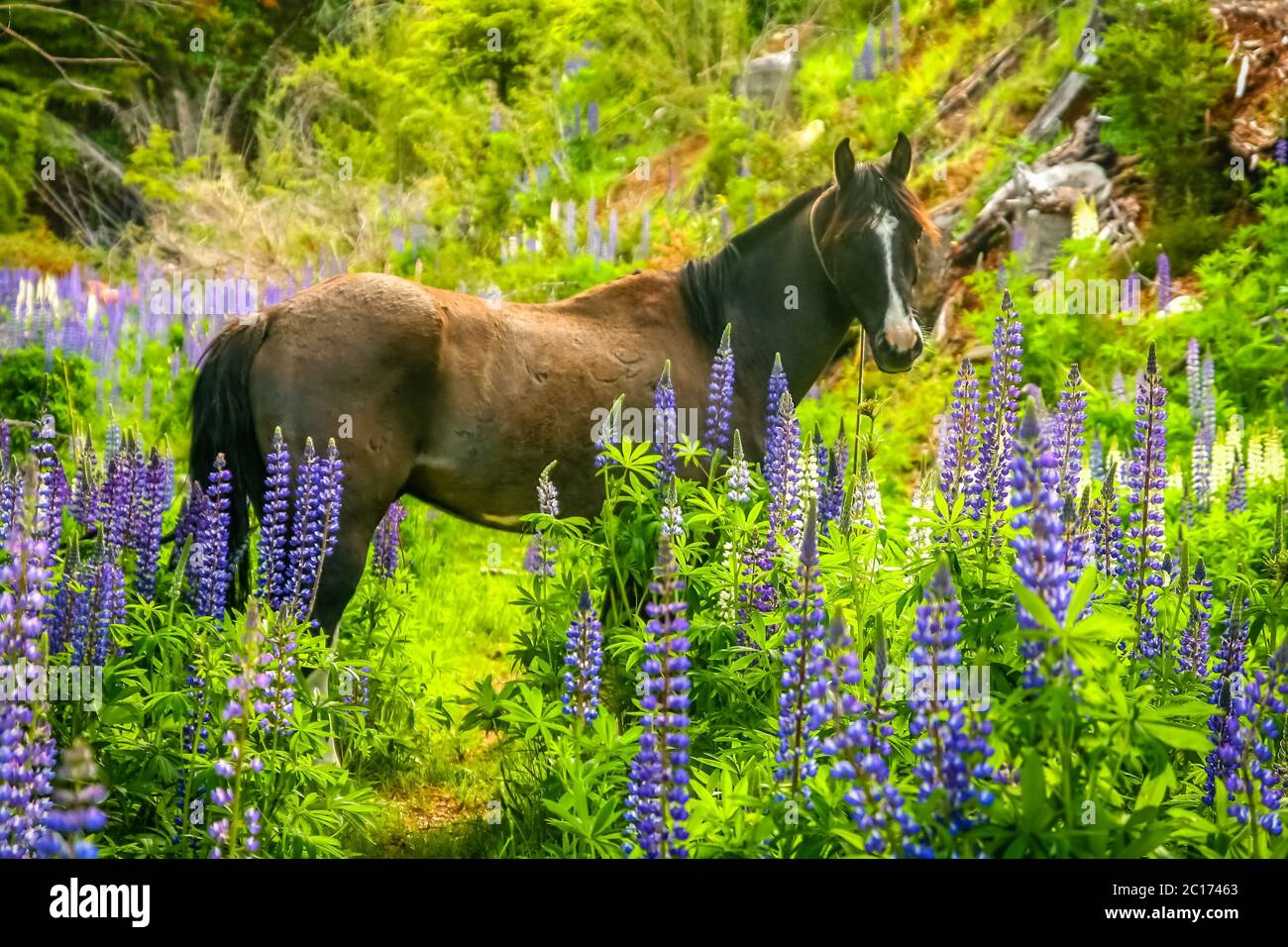 Horse among lupin Stock Photo Alamy