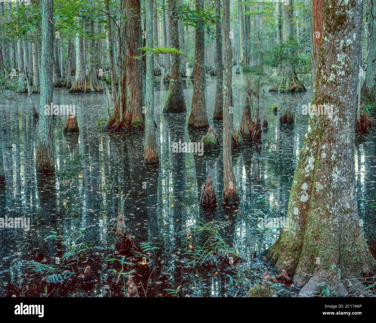 Cypress, Waterhorn Swamp, Francis Marion National Forest, South Carolina Stock Photo