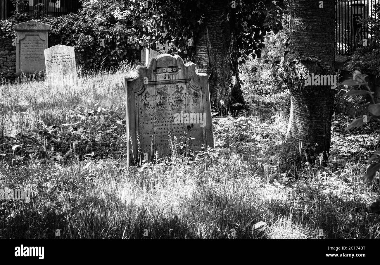 Monochrome (black and white) image of the overgrown graveyard of St Peter's Free Church, Perth Road, Dundee Stock Photo