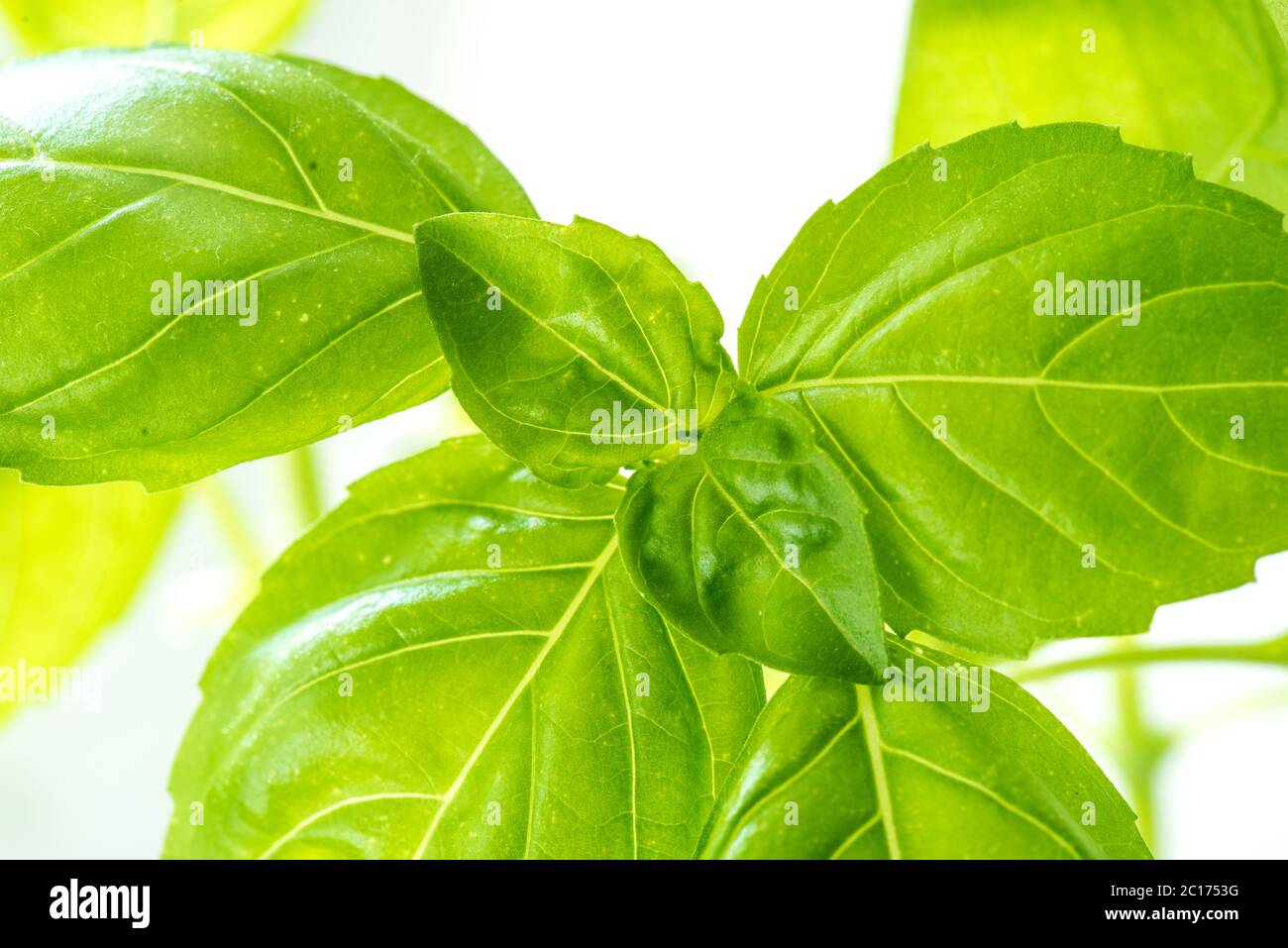 Fresh Basil Herb Leaves Closeup Stock Photo Alamy