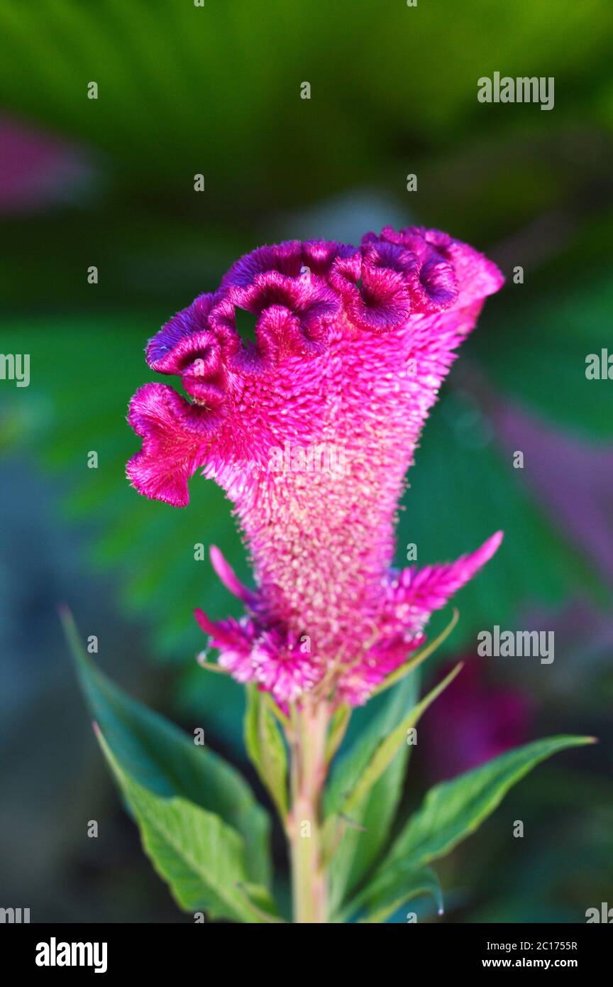 celosia or crested chicken flower Stock Photo