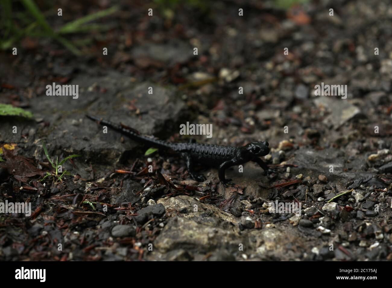 Alpine salamander Stock Photo