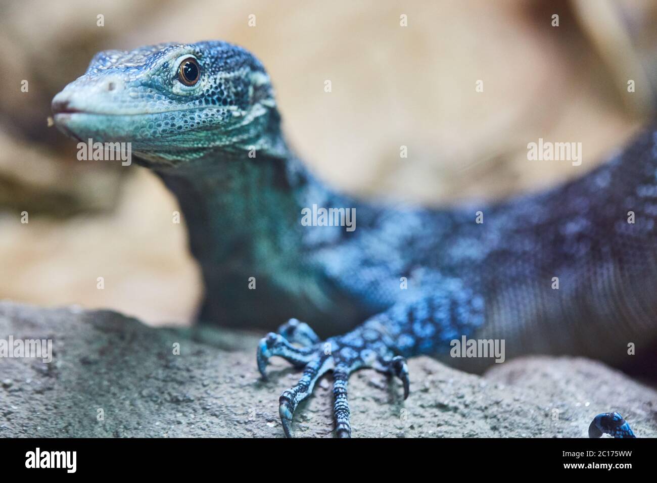 Blue tree monitor Stock Photo Alamy