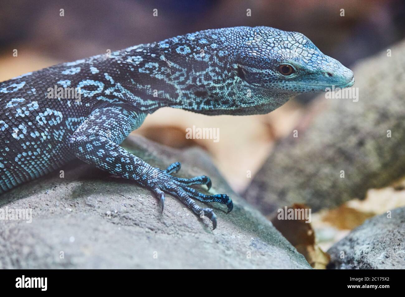 Blue tree monitor Stock Photo Alamy
