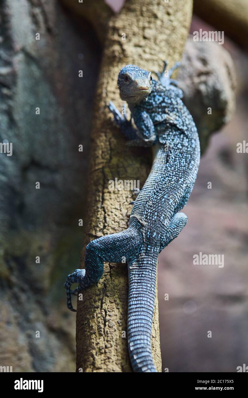 Blue tree monitor Stock Photo Alamy
