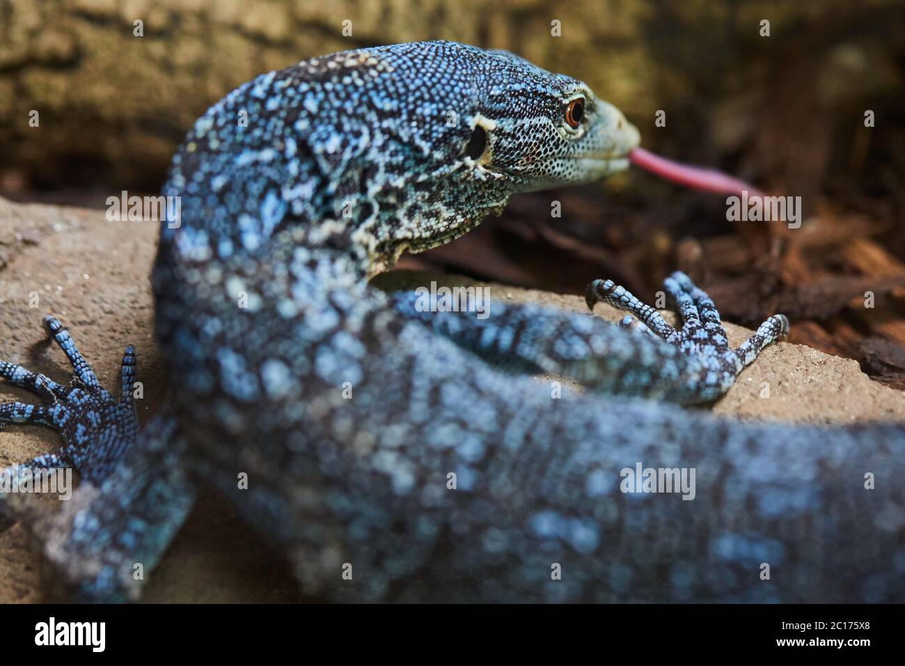 Blue tree monitor Stock Photo Alamy