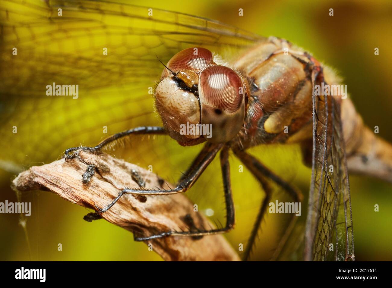 Large dragonfly Stock Photo