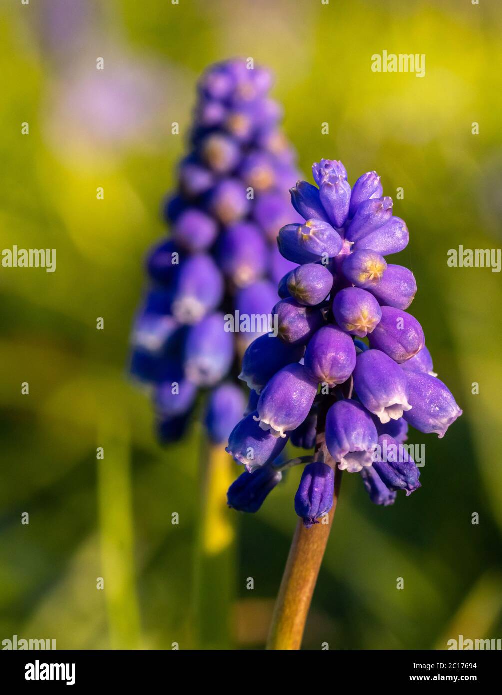 Muscari grape hyacinth blue flower buds spring season flowers macro image Stock Photo
