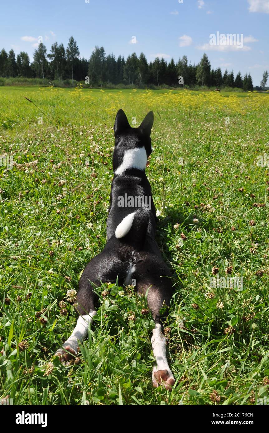 black basenji dog is lying back on green grass Stock Photo