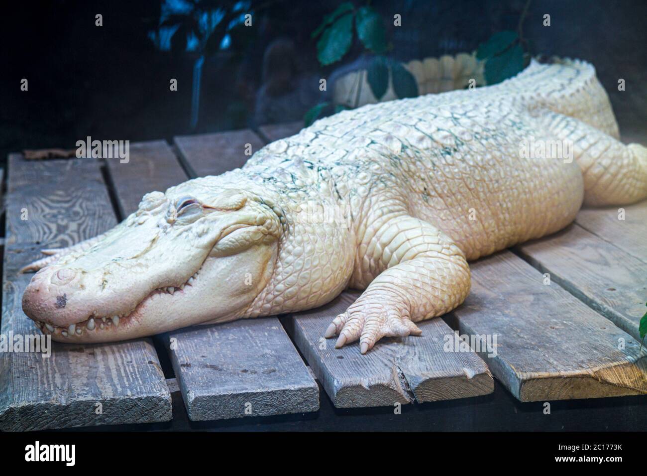 New Orleans Louisiana,Woldenberg Riverfront Park,Audubon Aquarium of the Americas,Mississippi River Gallery,research,conservation,reptile,white alliga Stock Photo