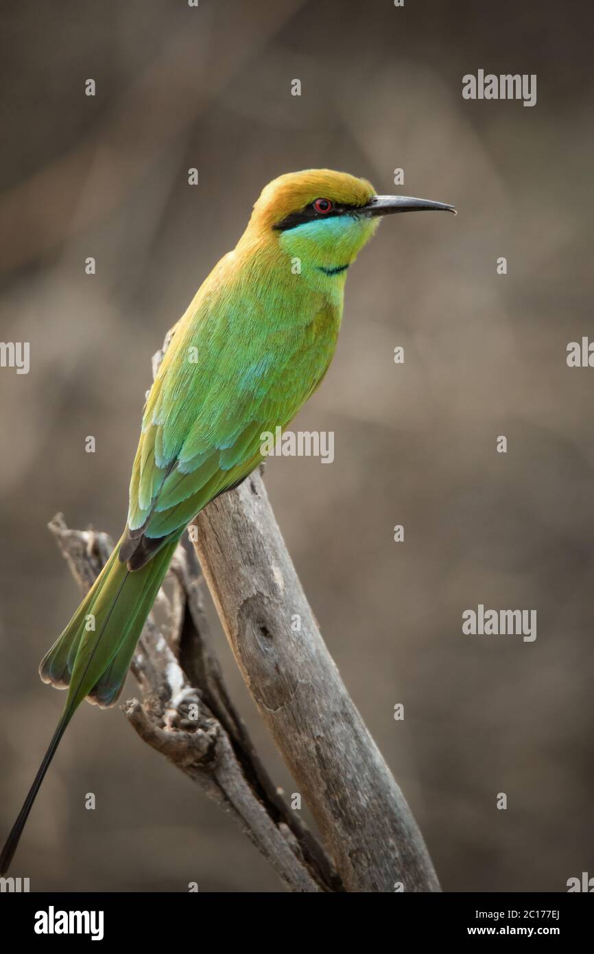 Green bee eater, Merops orientalis, Tipeshwar Wildlife Sanctuary ...