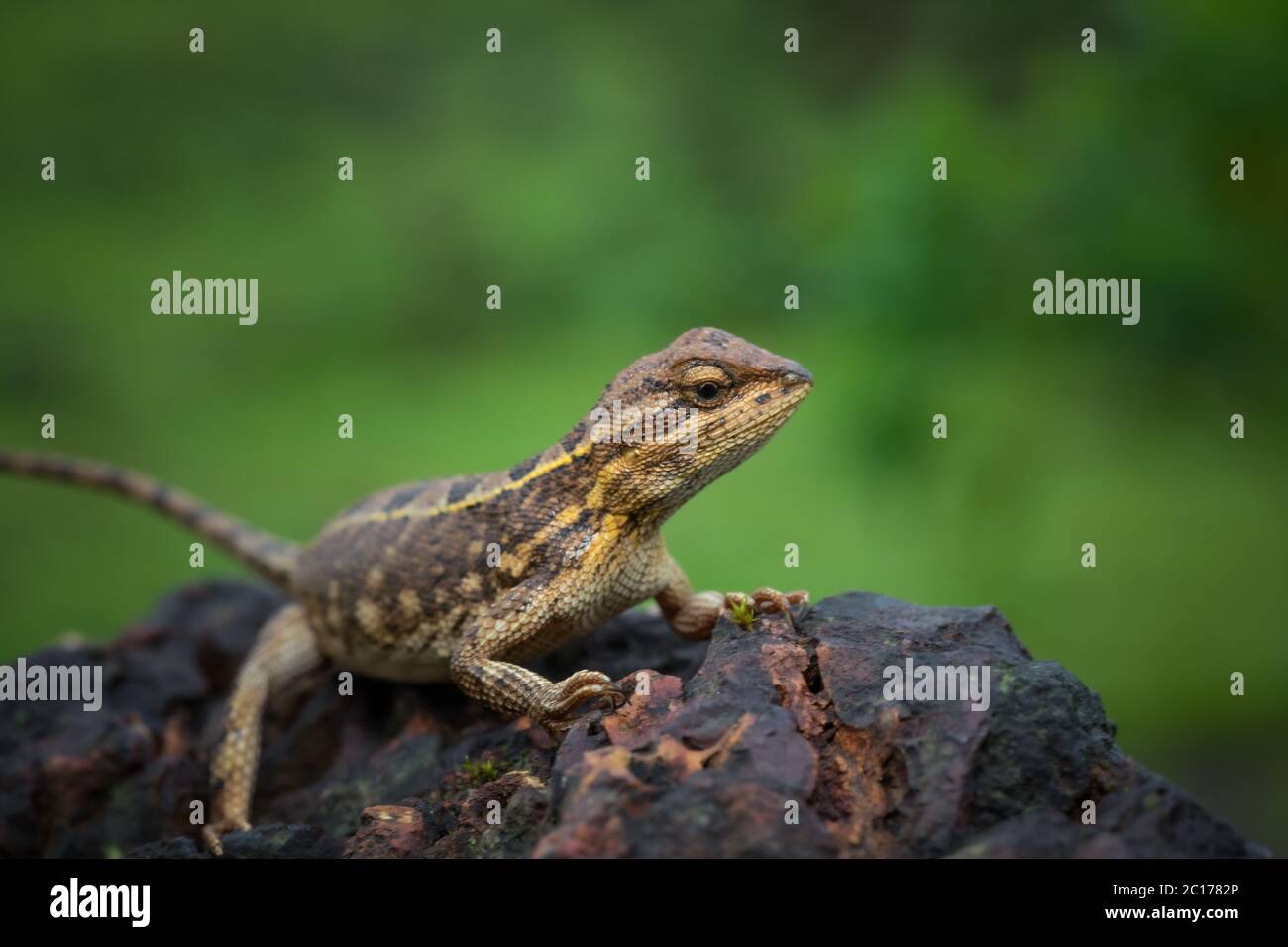 Sitana ponticeriana pregnant female, Kaas, Maharashtra, India Stock Photo