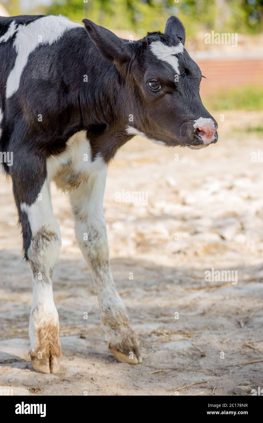 Dairy Cow Calf