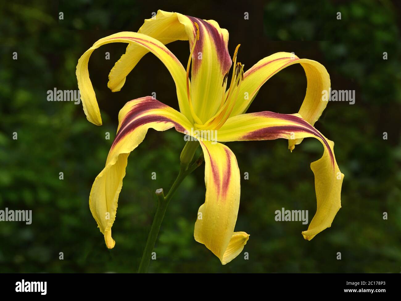 Eye-catching yellow and burgundy-red daylily (Hemerocallis). Aptly named Free Wheelin, this perennial produces graceful spider-like blooms. Stock Photo