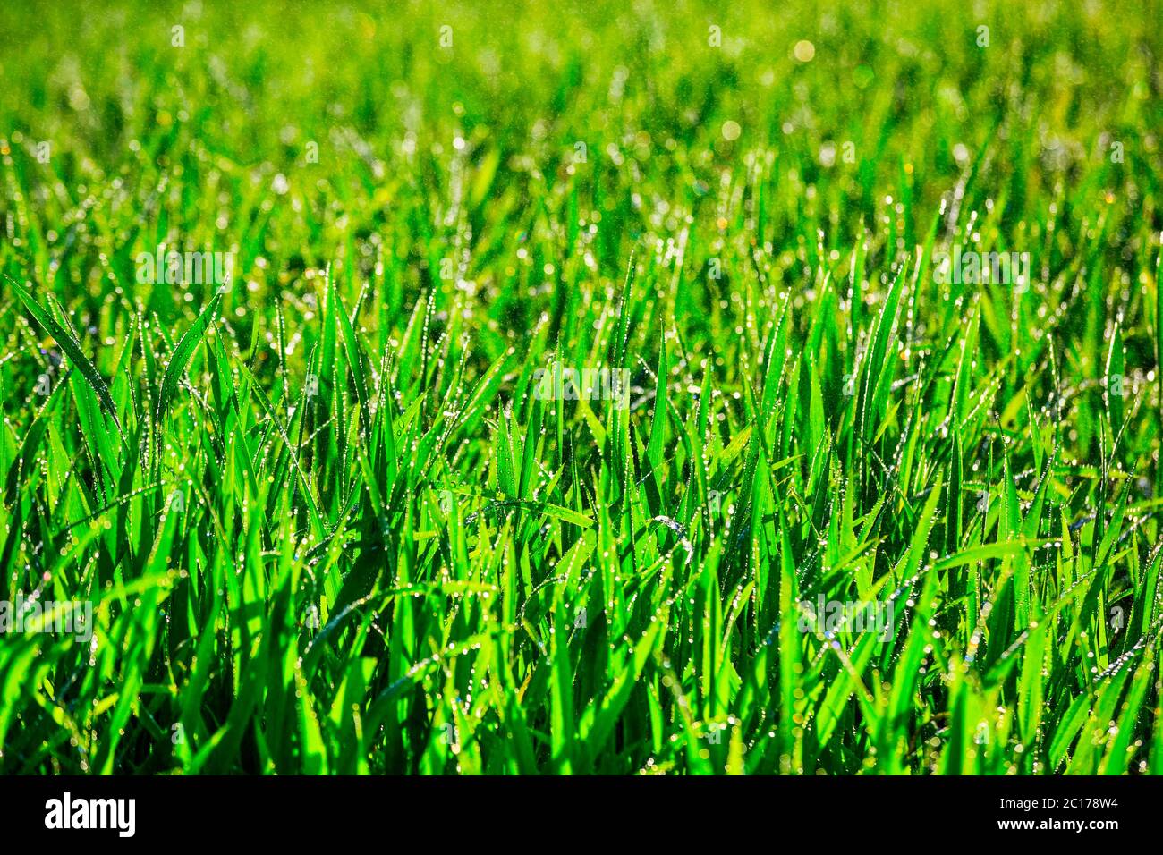 Close up of fresh thick grass with water drops in the early Stock Photo ...