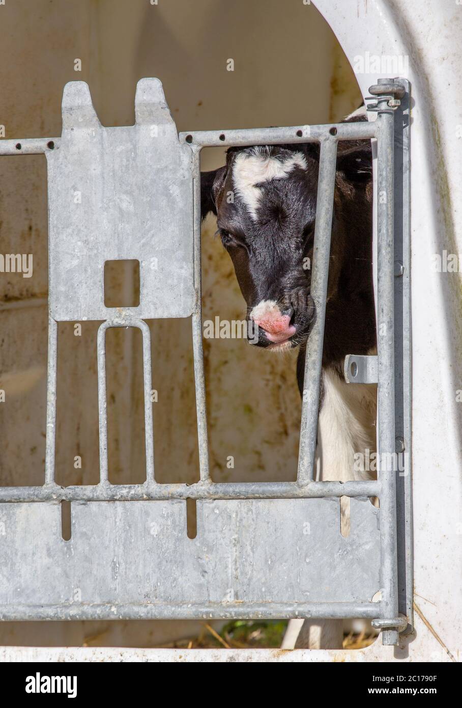 Young calf holstein in a cage for weaning in dairy farm Stock Photo