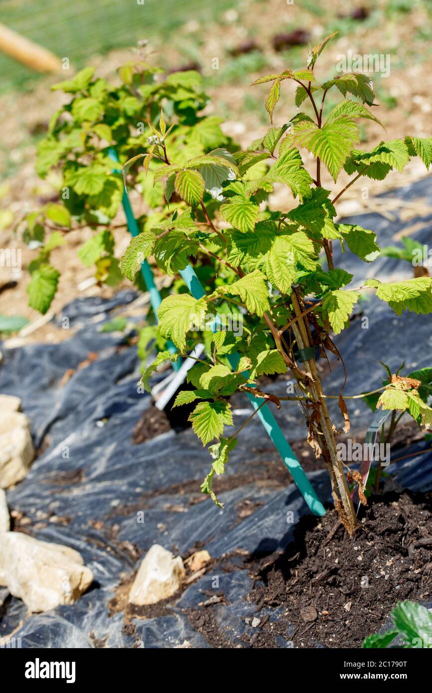 small greenhouse for vegetable seedlings in the spring garden Stock Photo