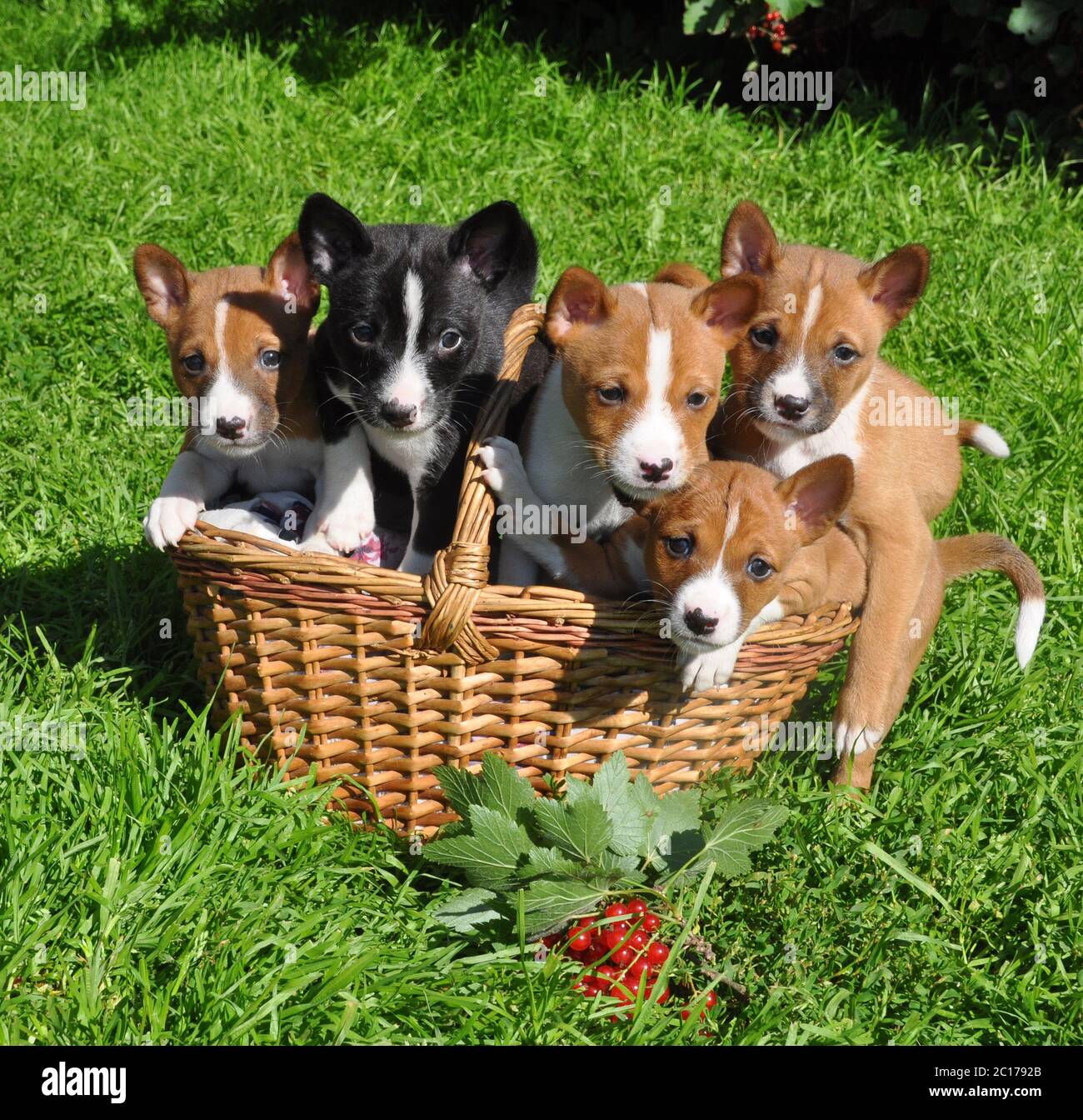 Newborn basenji best sale puppies