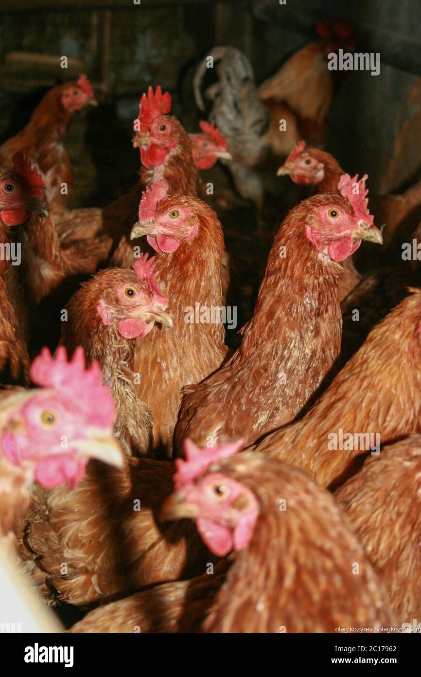 Farm chicken at rustic house Stock Photo - Alamy