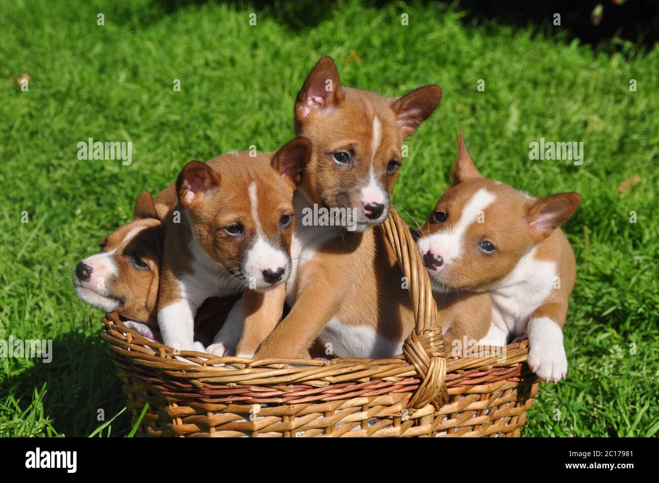 red basenji