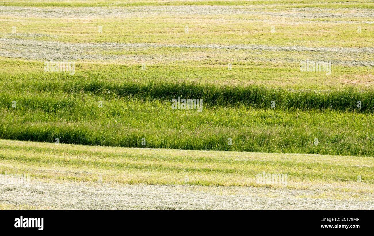 Stripes of grass in farm field Stock Photo