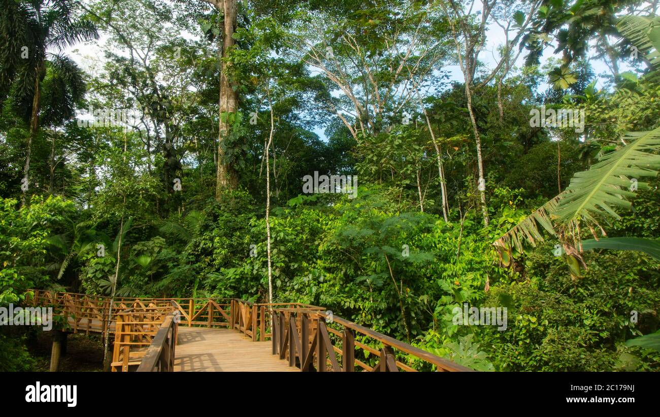 Elevated path built with wood through a forest in the Amazon region with green vegetation background Stock Photo
