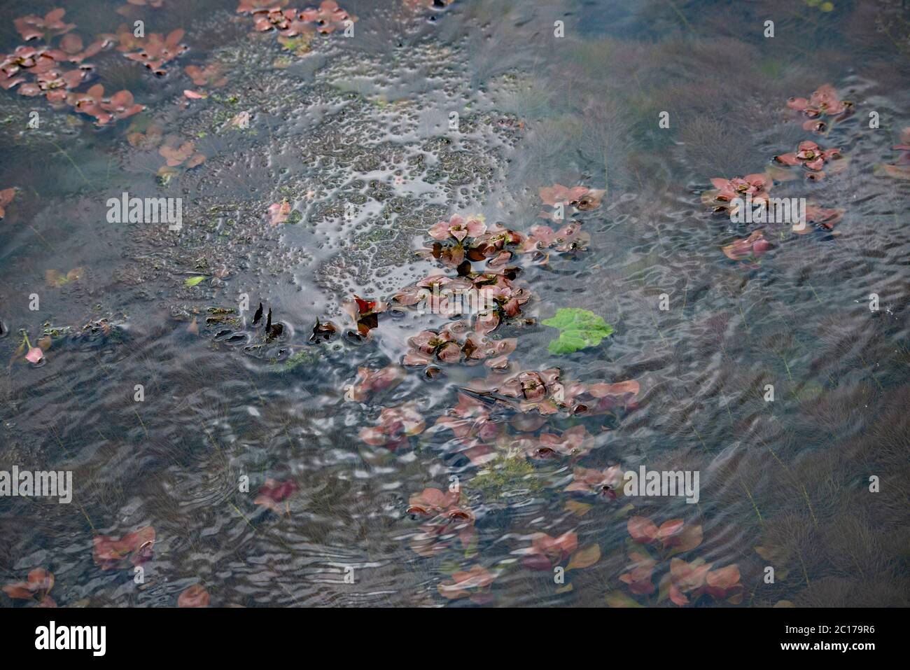 San Benard River and Wildlife Refuge in Texas, a low coastal eco system Stock Photo