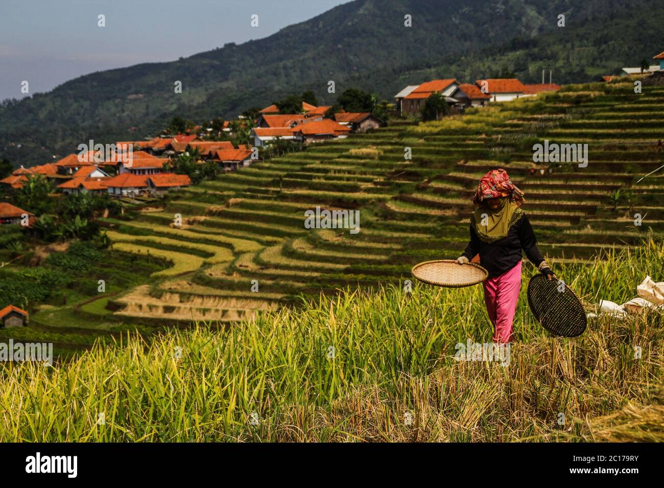 Farmer walks in rice field hi-res stock photography and images - Alamy