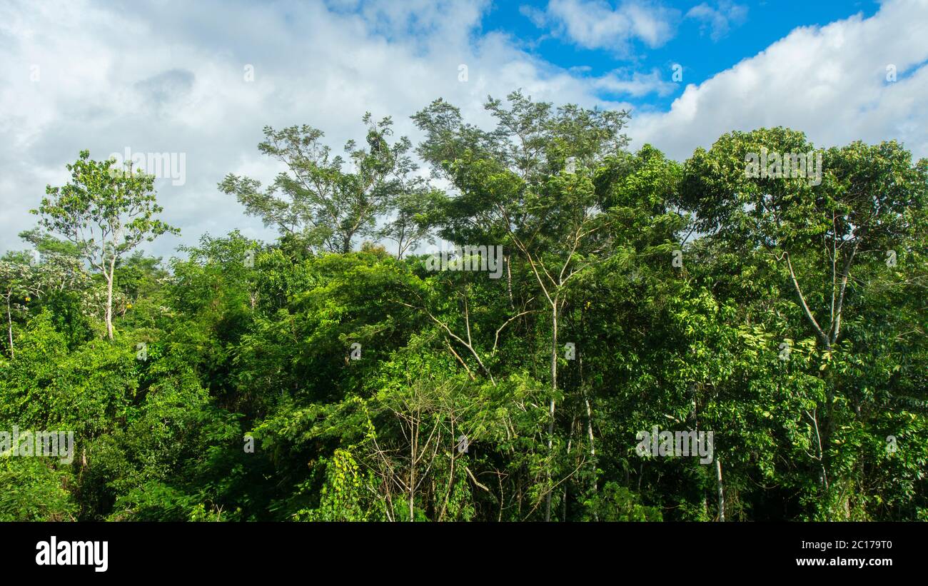 Approach to the treetops of a forest in the Amazon on a cloudy day in Ecuadorian near the city of Nueva Loja - Ecuador Stock Photo