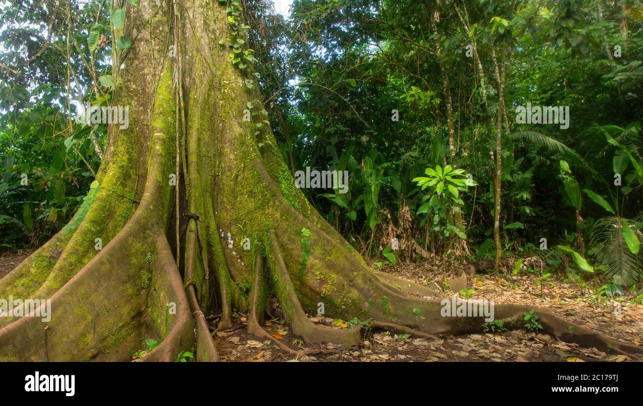 Approach to a centenary giant tree of HIGUERON, in the middle of the forest in the Ecuadorian Amazon region. Scientific name: Ficus maxima Stock Photo