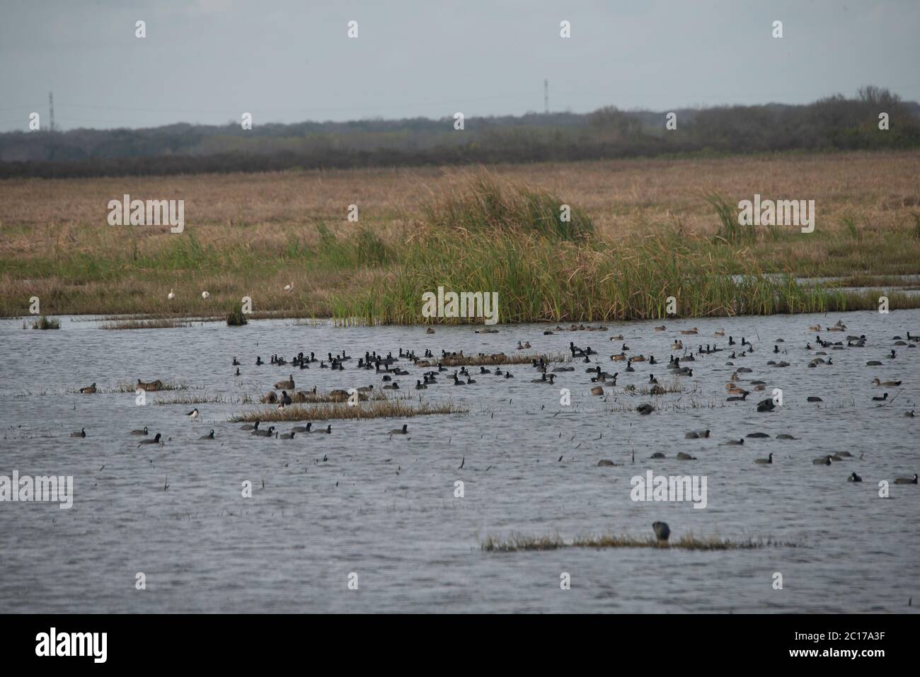 San Benard River and Wildlife Refuge in Texas, a low coastal eco system Stock Photo
