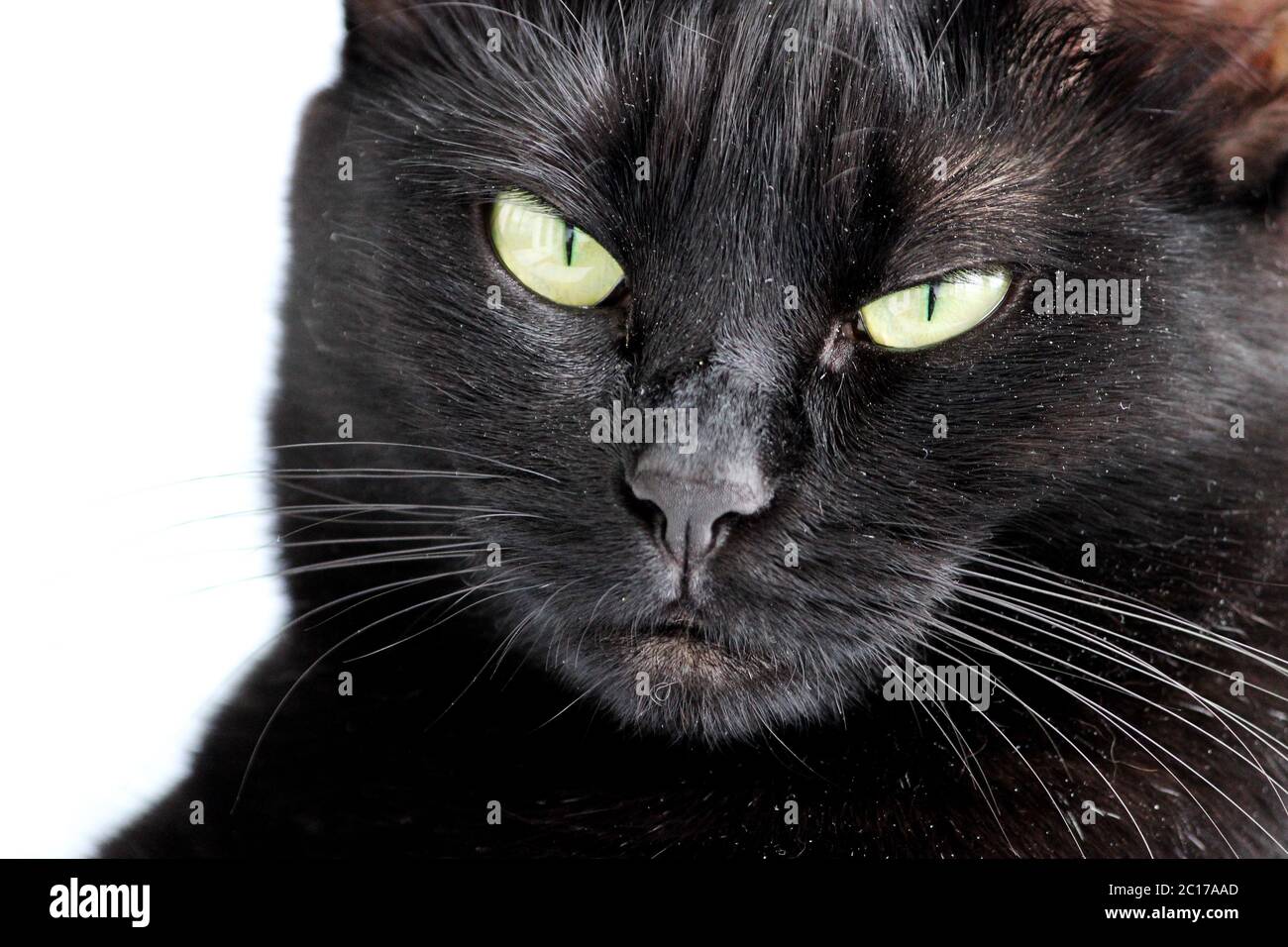 Closeup portrait of a Halloween black cat on a white background Stock ...