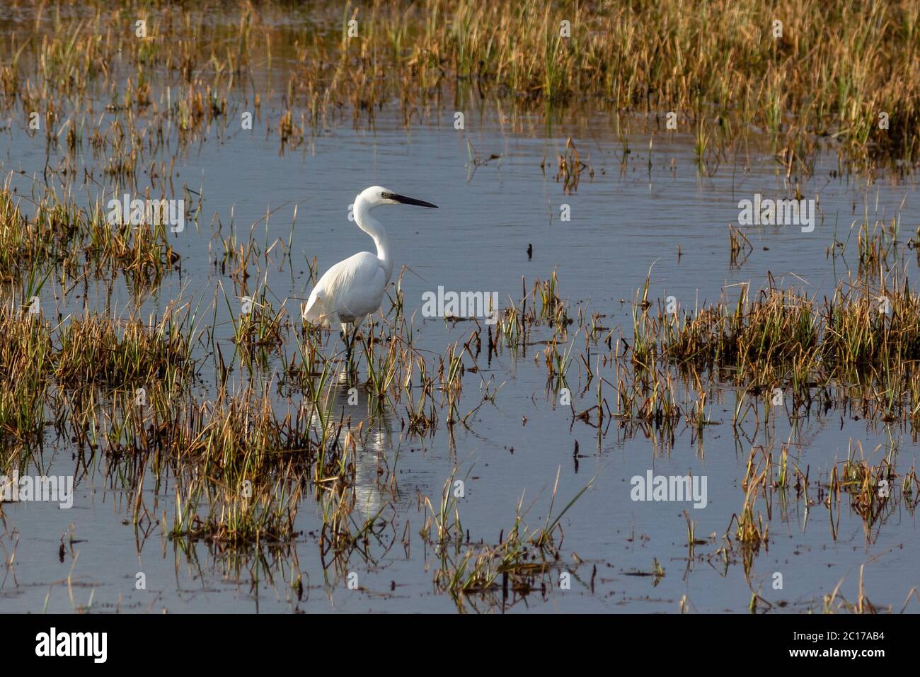 Little Egret Wading in Marshy Ground Stock Photo