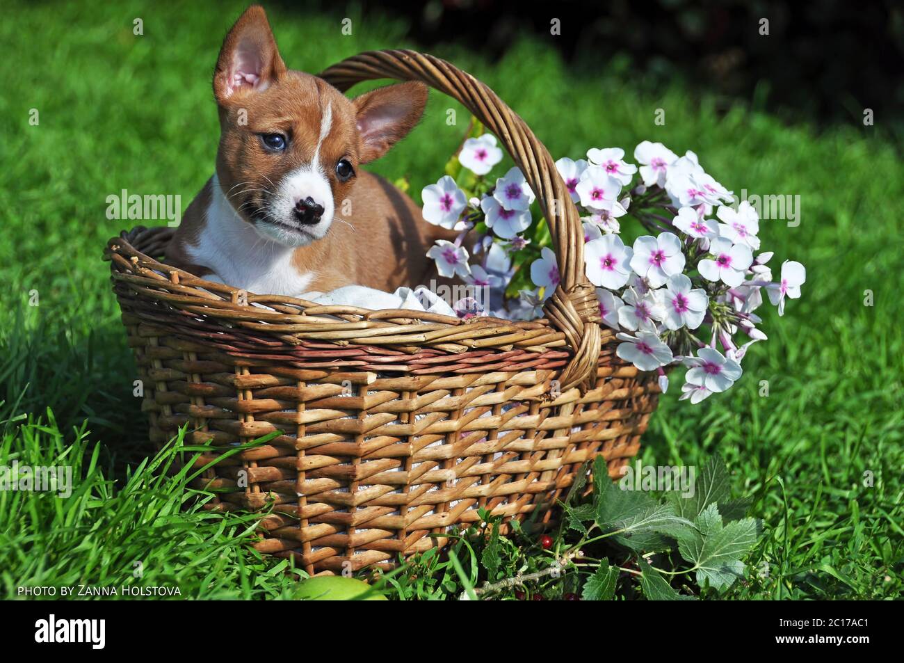 nice red Basenji dog puppy in the basket outside Stock Photo