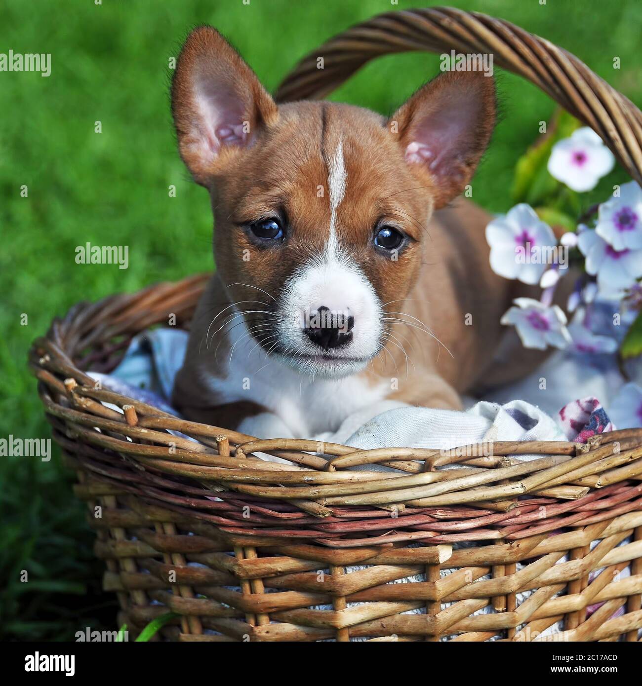 nice red Basenji dog puppy in the basket outside Stock Photo