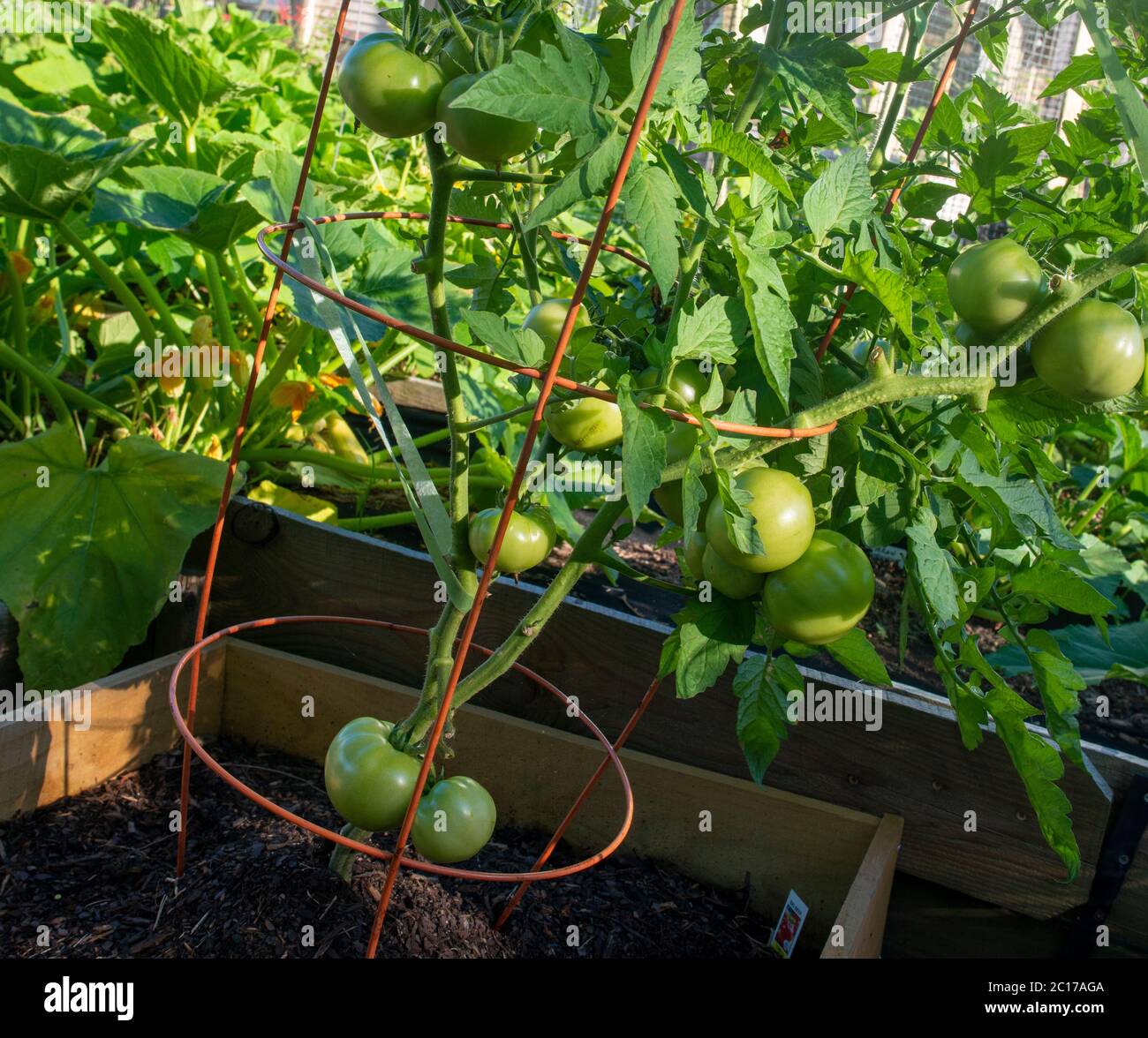 Herb and vegetable home garden in Texas Stock Photo Alamy