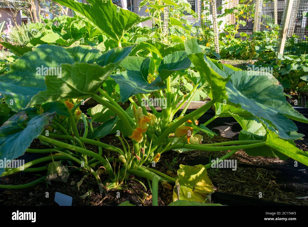 Herb and vegetable home garden in Texas Stock Photo Alamy