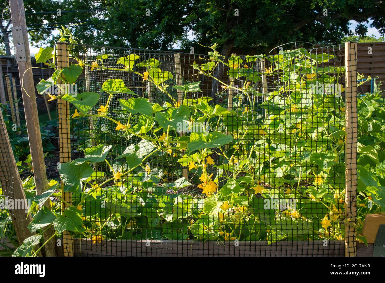 Herb and vegetable home garden in Texas Stock Photo Alamy