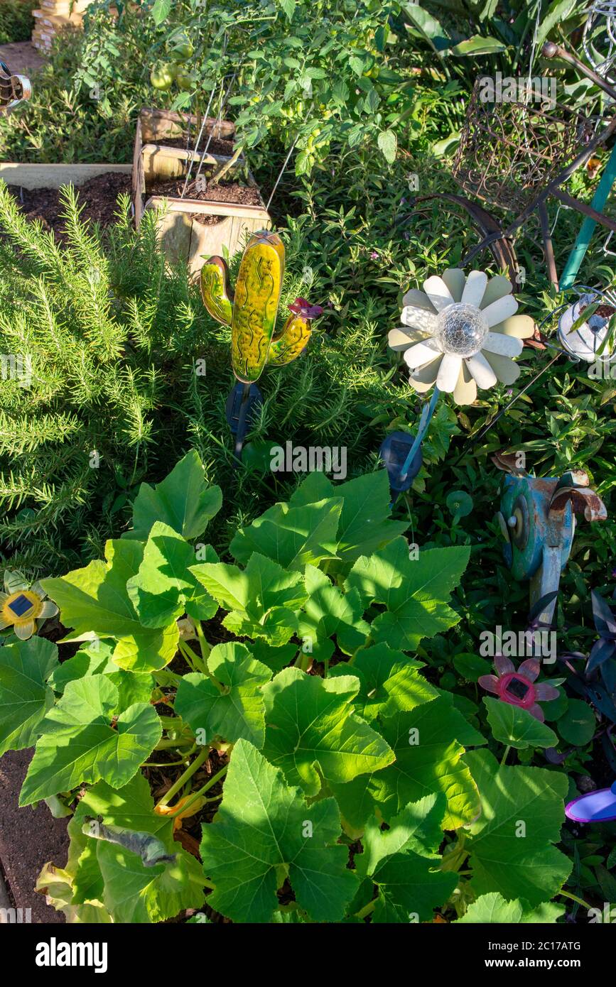 Herb and vegetable home garden in Texas Stock Photo Alamy