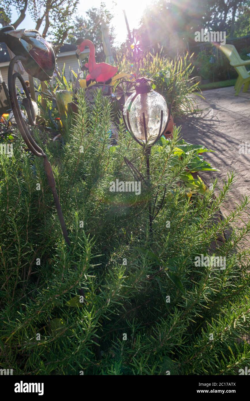 Herb and vegetable home garden in Texas Stock Photo Alamy