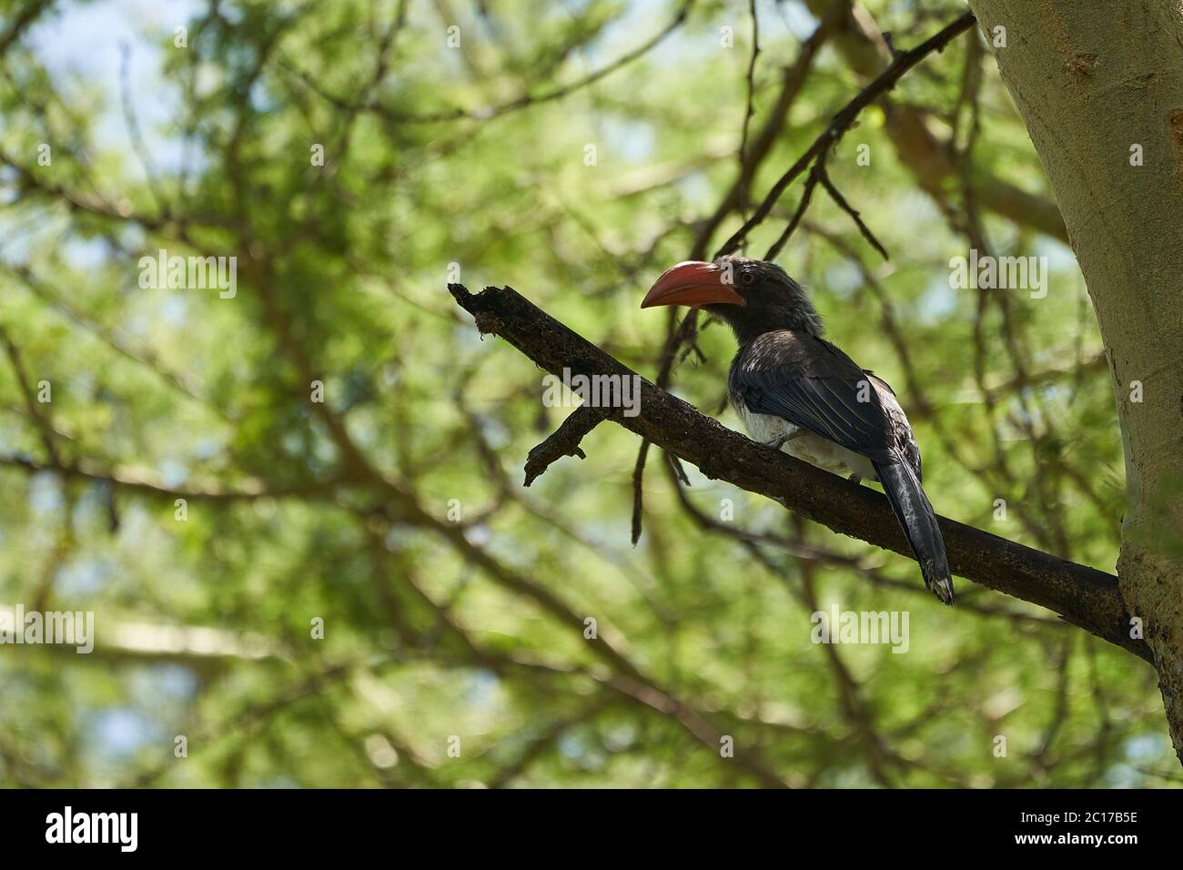 Crowned hornbill Lophoceros alboterminatus Portrait of a African hornbill. Stock Photo